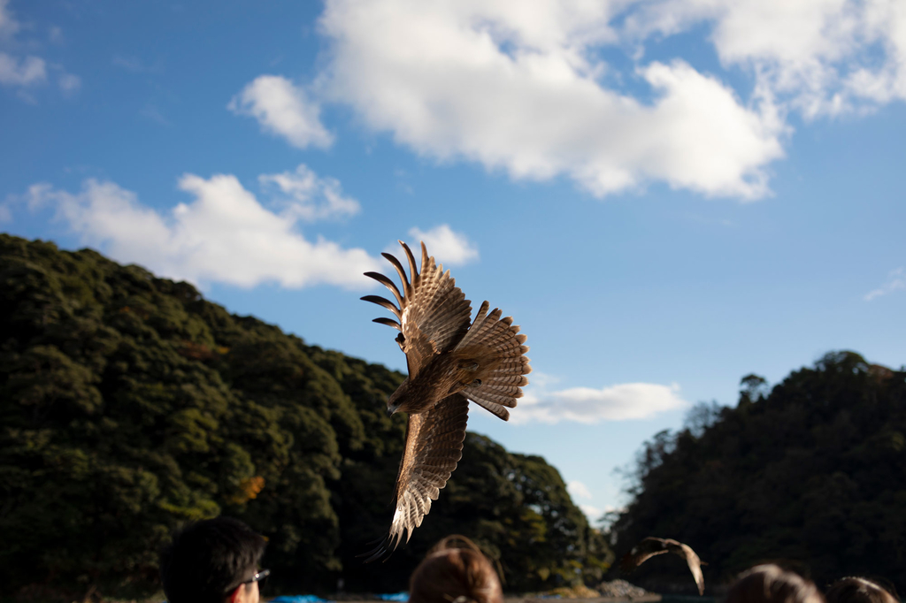 トンビ