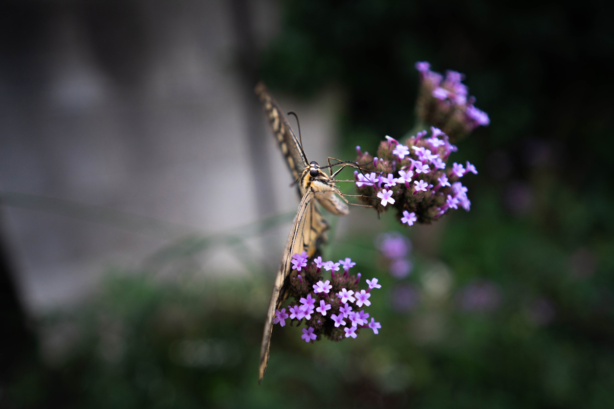 17-28mm F/2.8 Di III RXD 蝶3