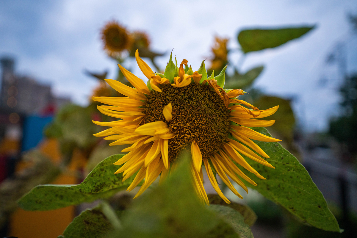 17-28mm F/2.8 Di III RXD ひまわり