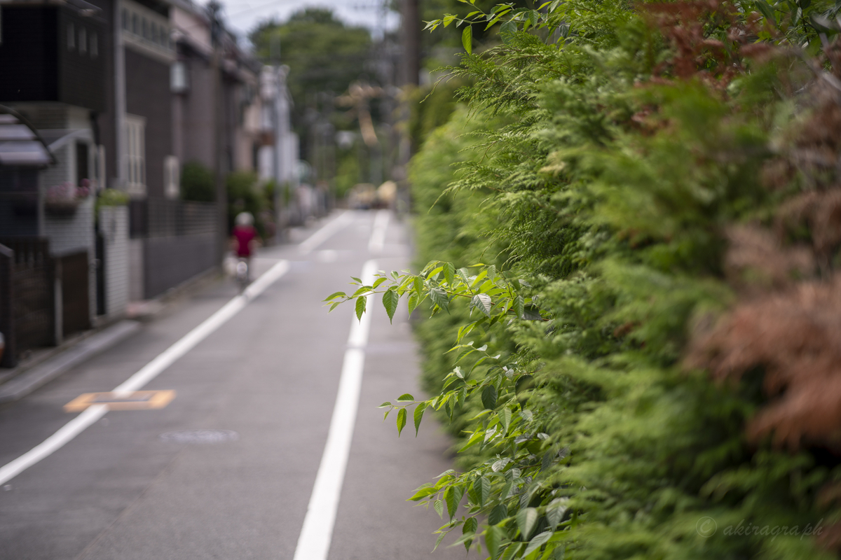 SAMYANG AF 75mm F1.8 FE 裏路地