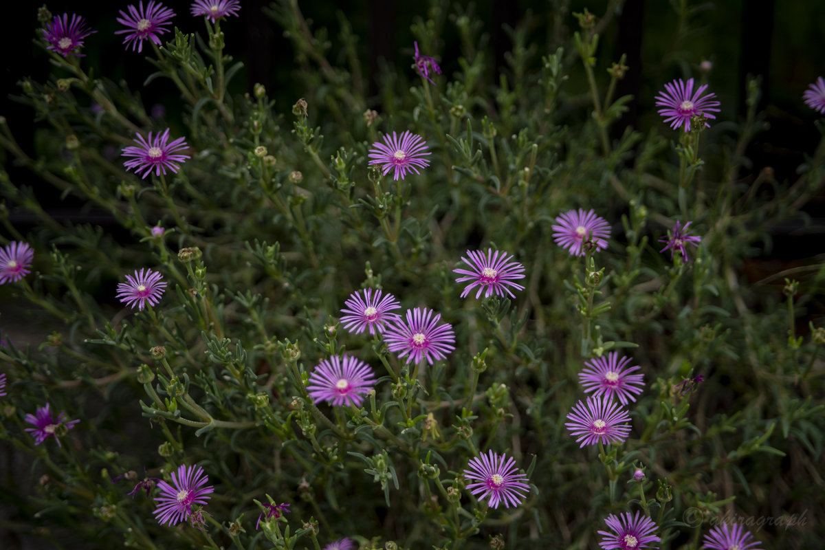 SAMYANG AF 75mm F1.8 FE sky