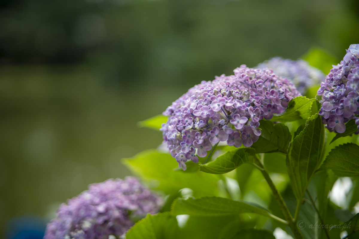 SAMYANG AF 75mm F1.8 FE boat1