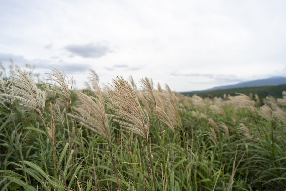 SAMYANG AF 18mm F2.8 FE　すすき