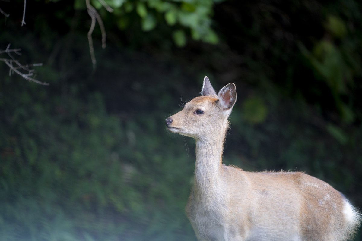 FE 100-400mm F4.5-5.6 鹿