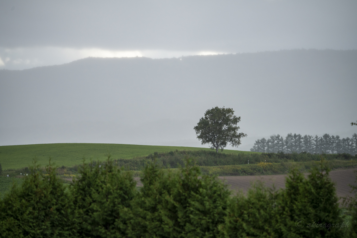 FE 100-400mm F4.5-5.6 tree