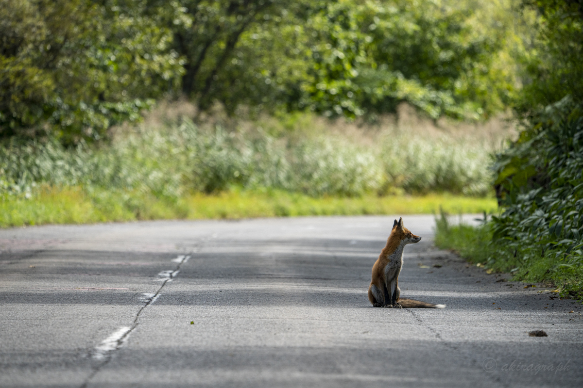 FE 100-400mm F4.5-5.6 狐