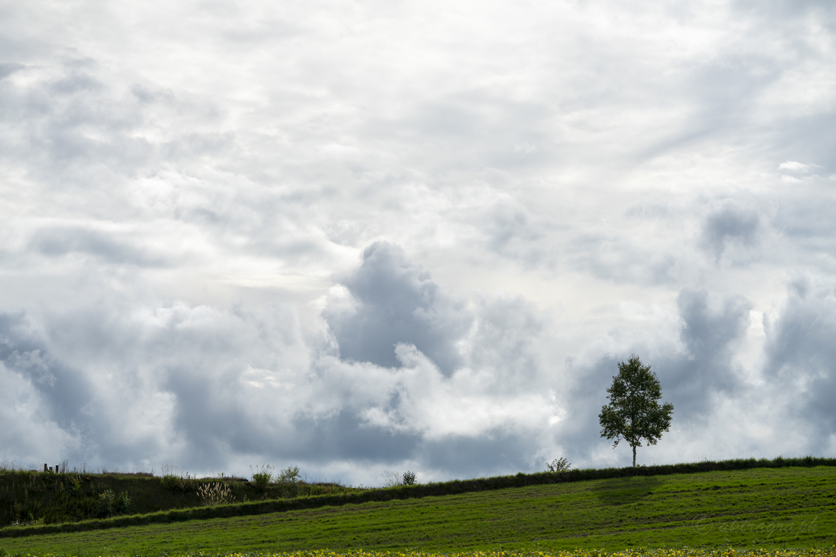 FE 100-400mm F4.5-5.6 tree2