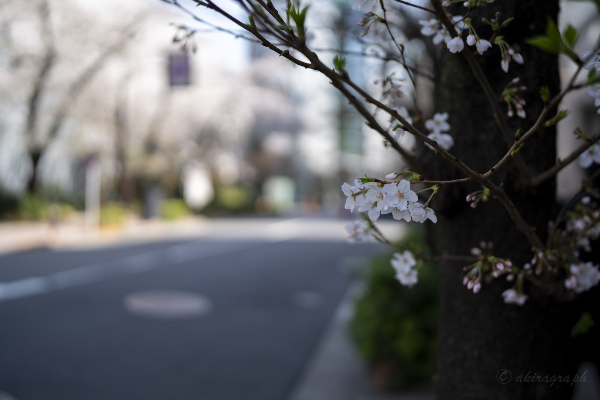 sakura 