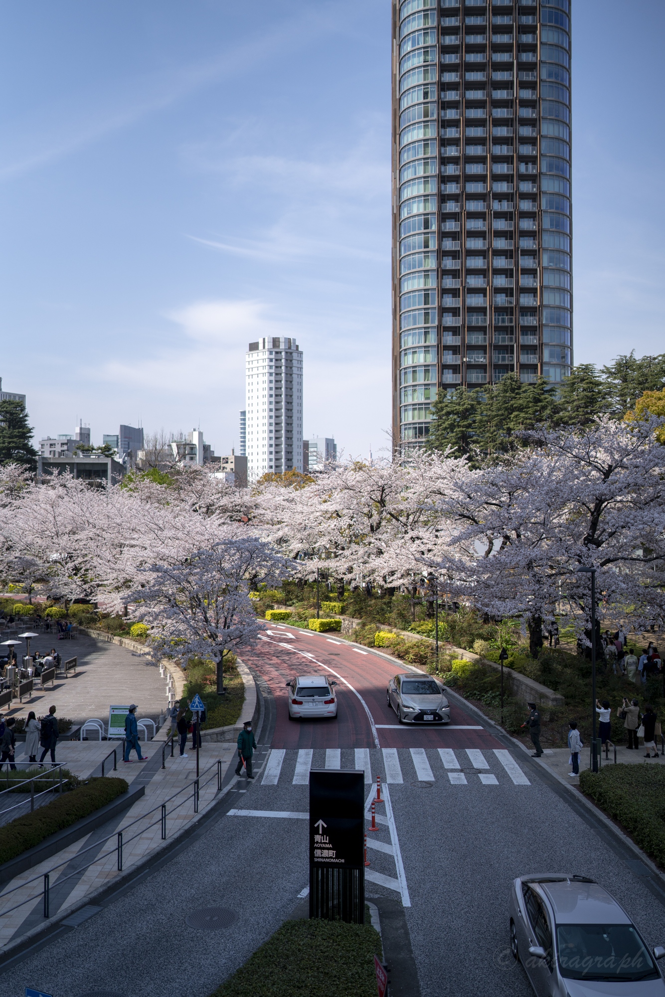 六本木　桜