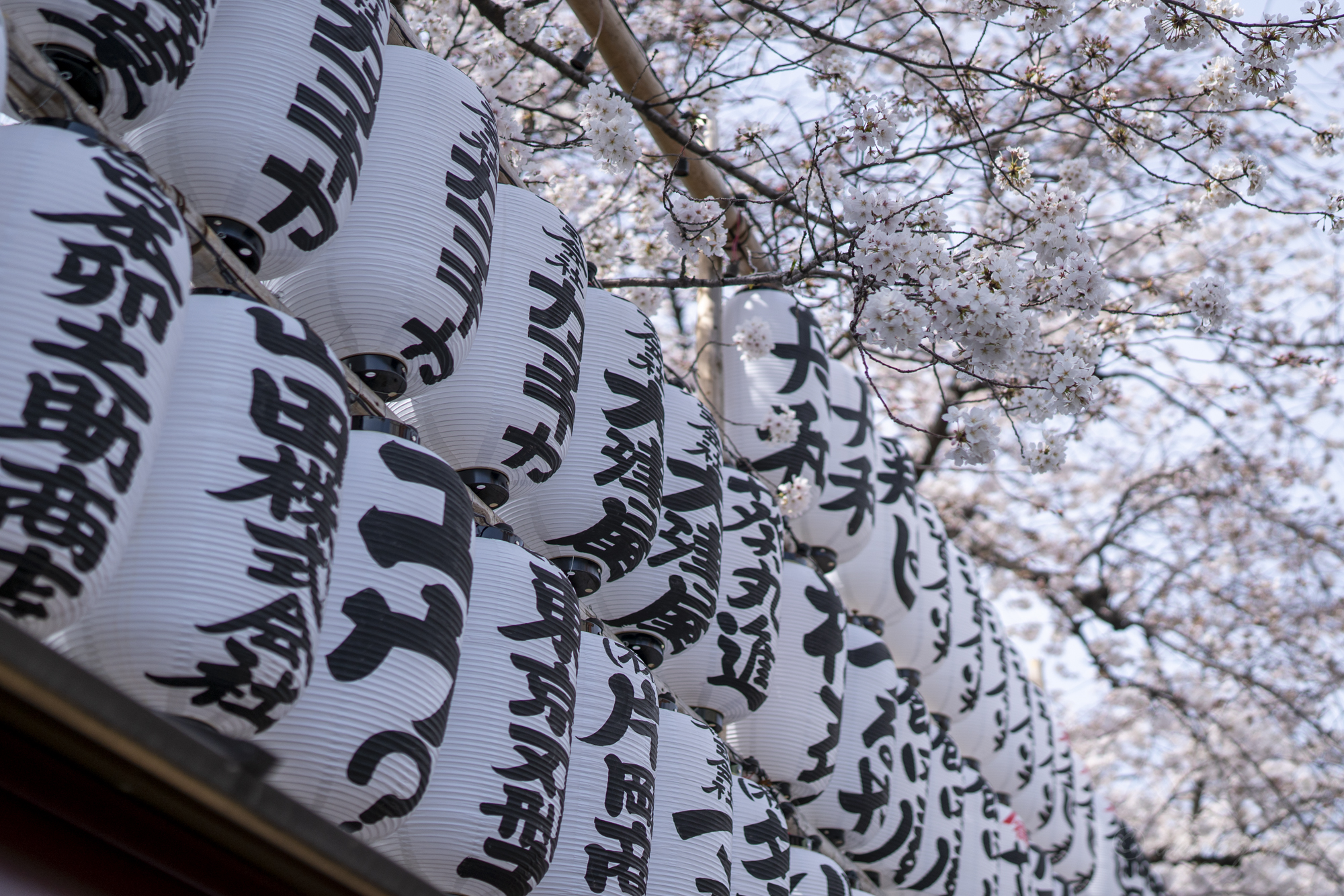 浅草　桜