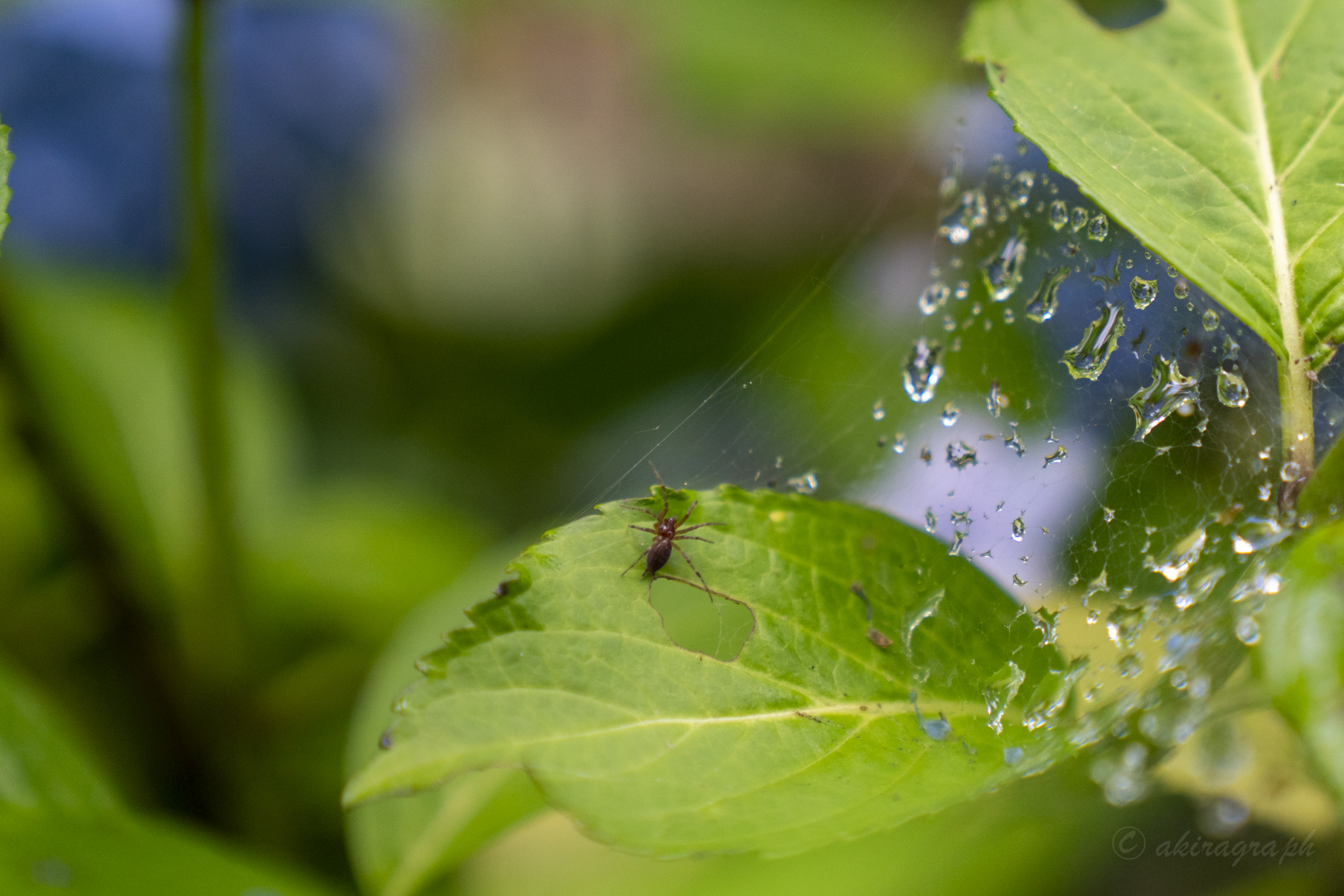 梅雨　蜘蛛