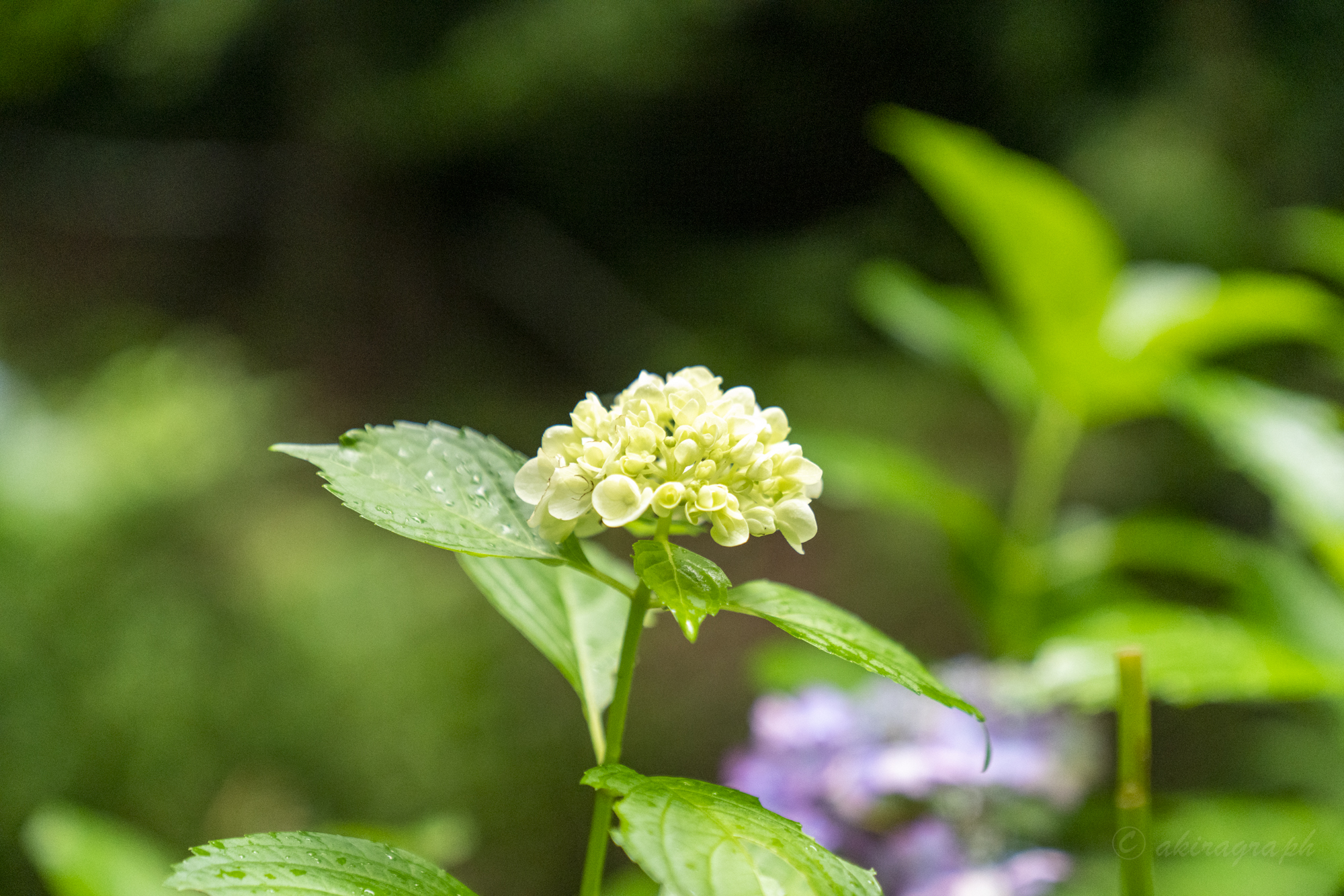 紫陽花