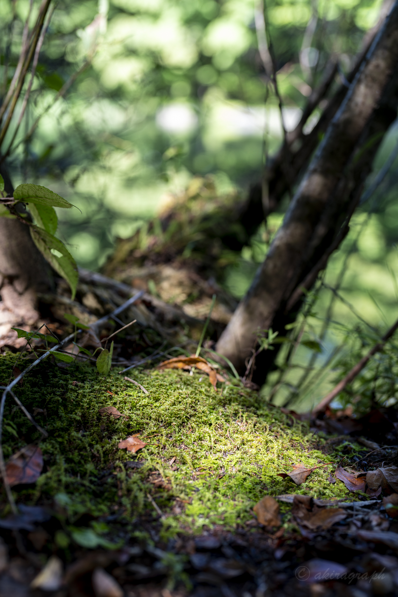 FE 50mm F1.2 GM 作例13