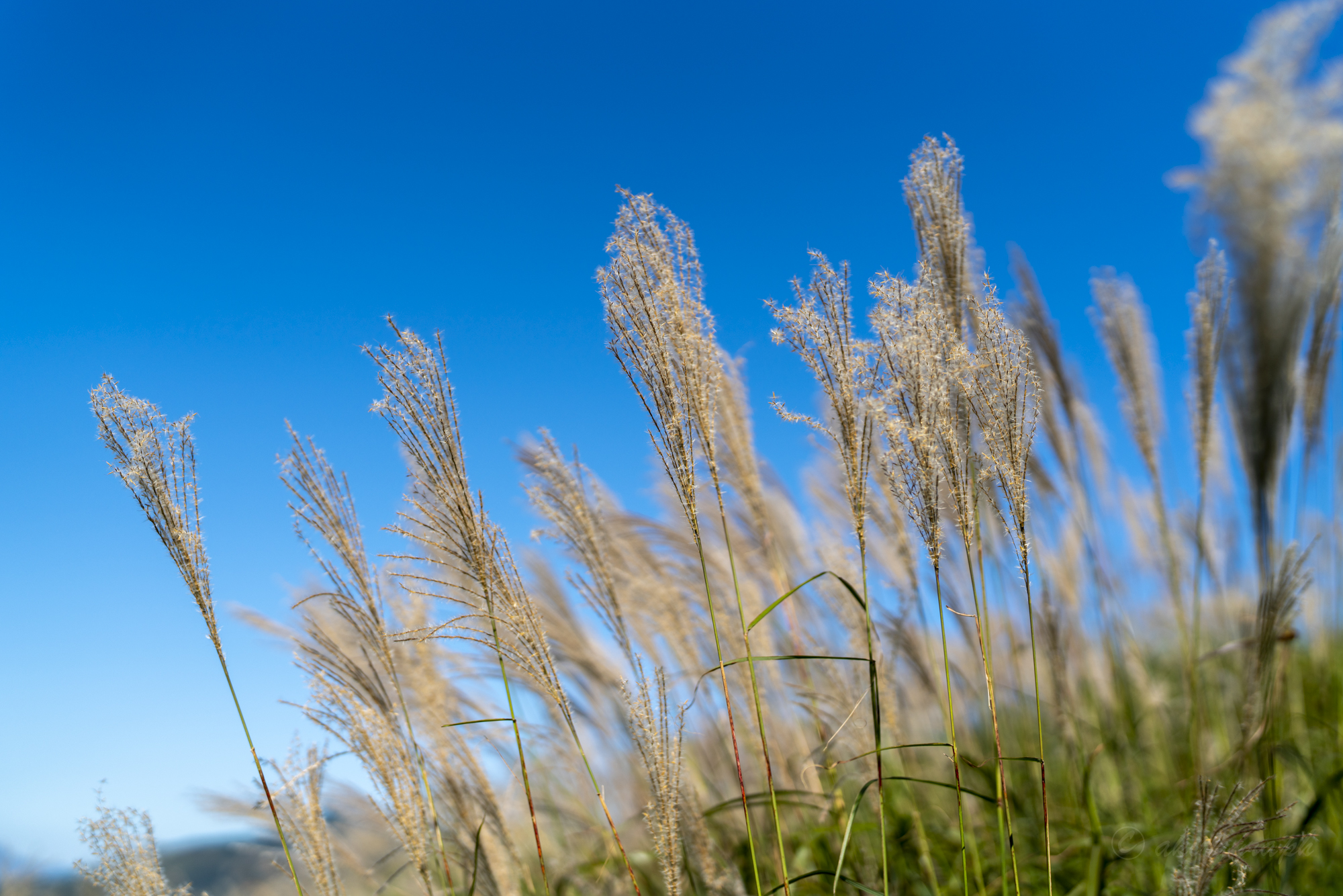 FE 50mm F1.2 GM 作例17