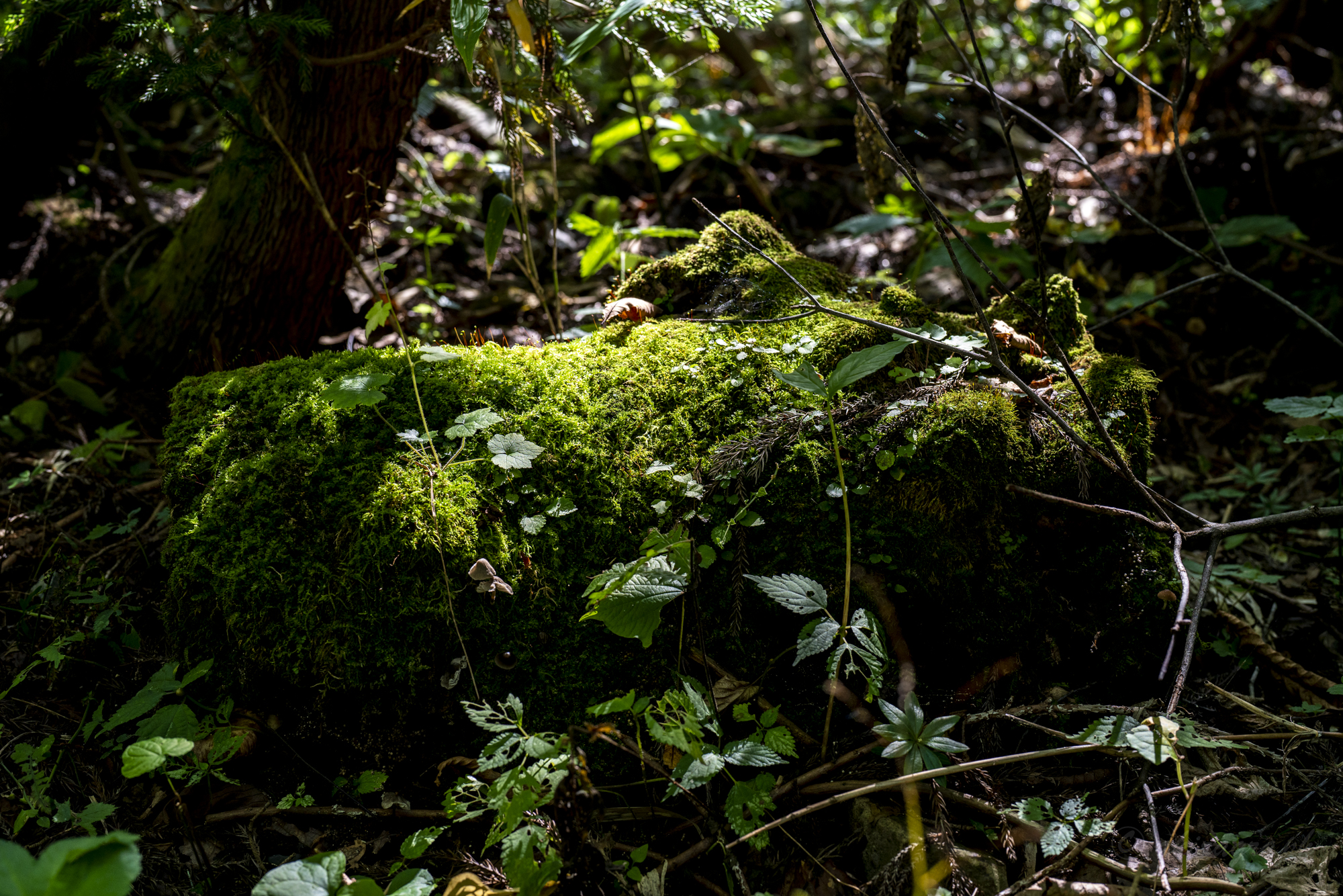 FE 50mm F1.2 GM 作例20