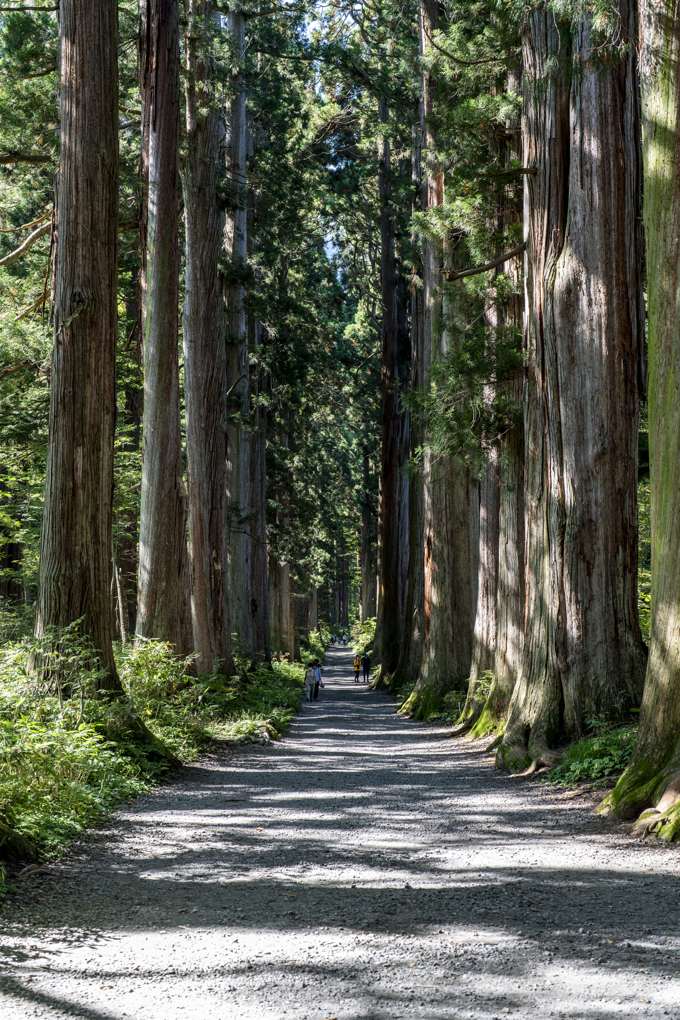 FE 50mm F1.2 GM 作例22