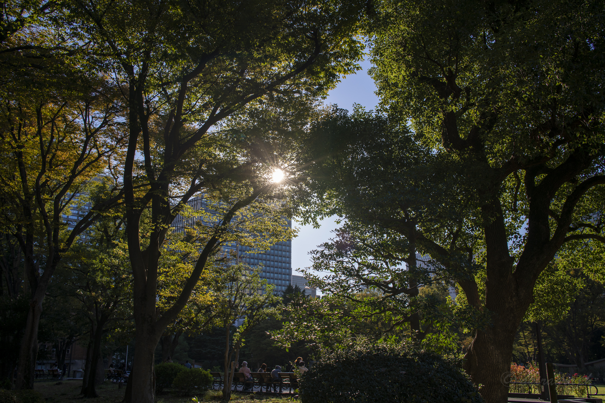 LAOWA Argus FF II 35mm F0.95　作例10